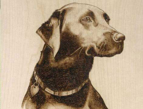 Black Labrador - 