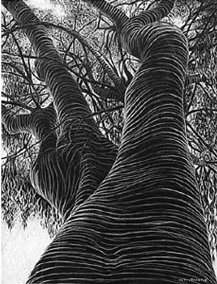 Eucalyptus Tree, Haight Ashbury - 
