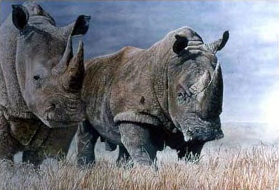 White Rhinos - 
