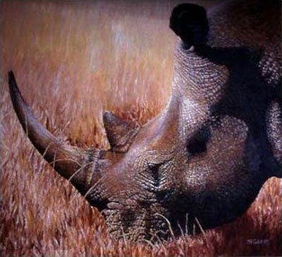 Rhino Portrait - 