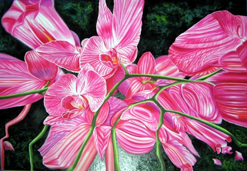 Metamorfosi Rosa - 