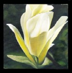 Bright Yellow Magnolia - 