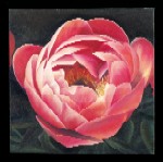 Cupped Peony - 