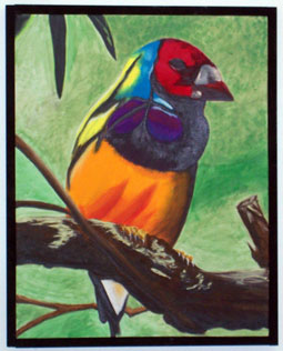 Gouldian Finch - 