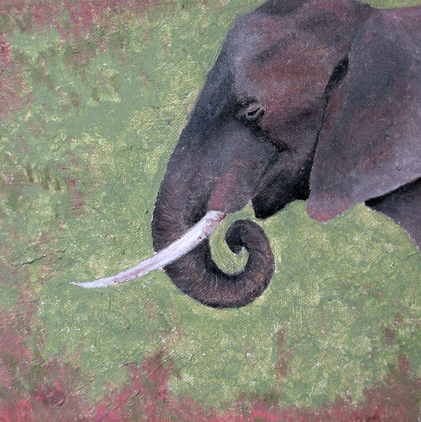 African Elephant - 