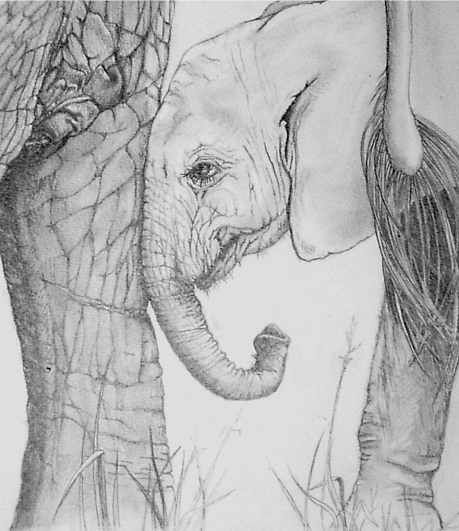 Kenya Elephant - 