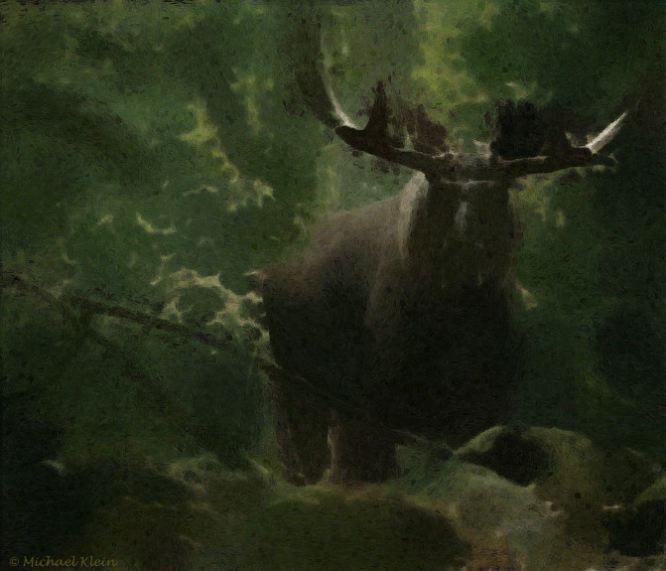 Moose - 