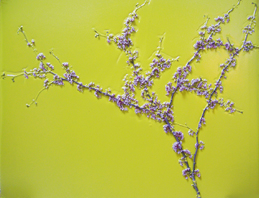 Redbud On Olive - 