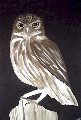 Nightowl - 
