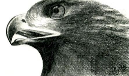 Hawk - 
