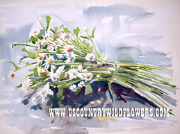 Daisies - 
