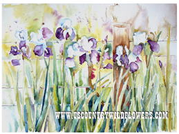 Iris - 
