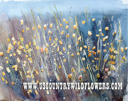 Wildflowers - 