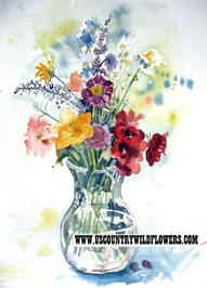 Wild Mix - 