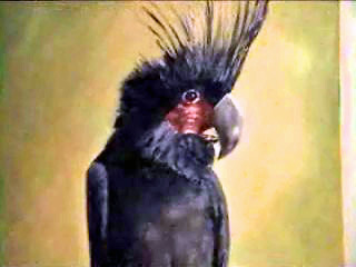 Palm Cockatoo - 