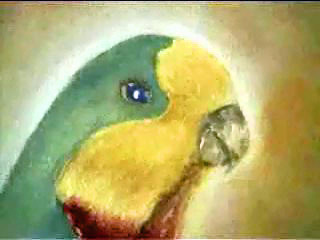 Surperb Parrot - 