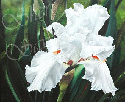 White Iris - 