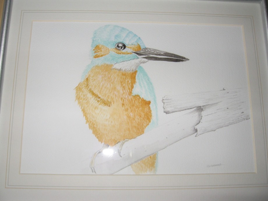 Kingfisher - 