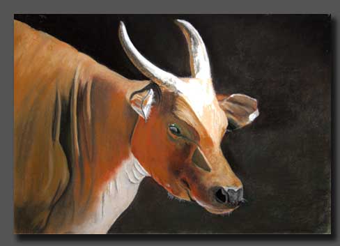 Cow - 