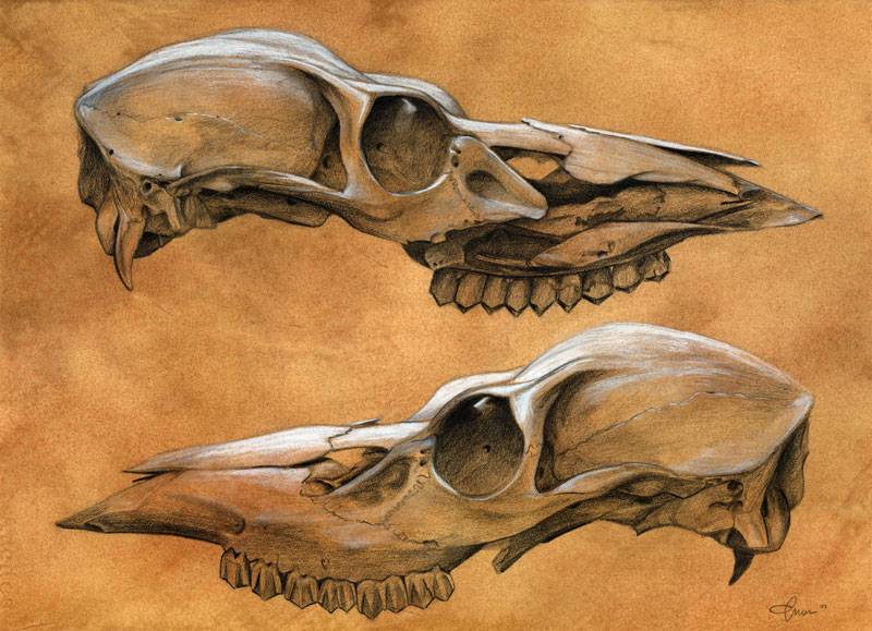 Bovine Skull - 