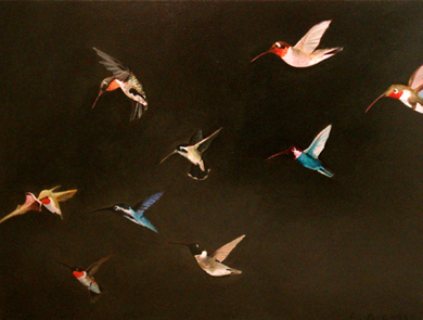 The Hummingbird Race - 
