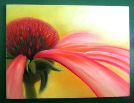 Echinacea - 