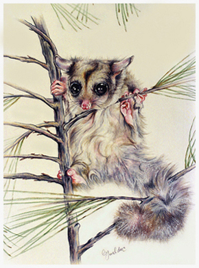 Alpine Sugar Glider - 