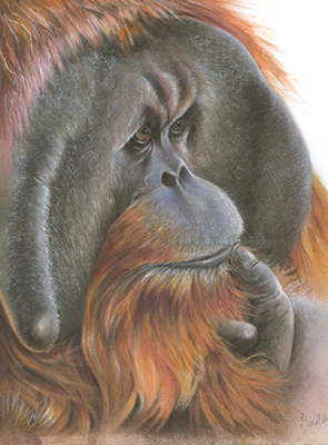 Male Orangutan - 