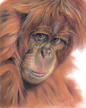 Female Orangutan - 