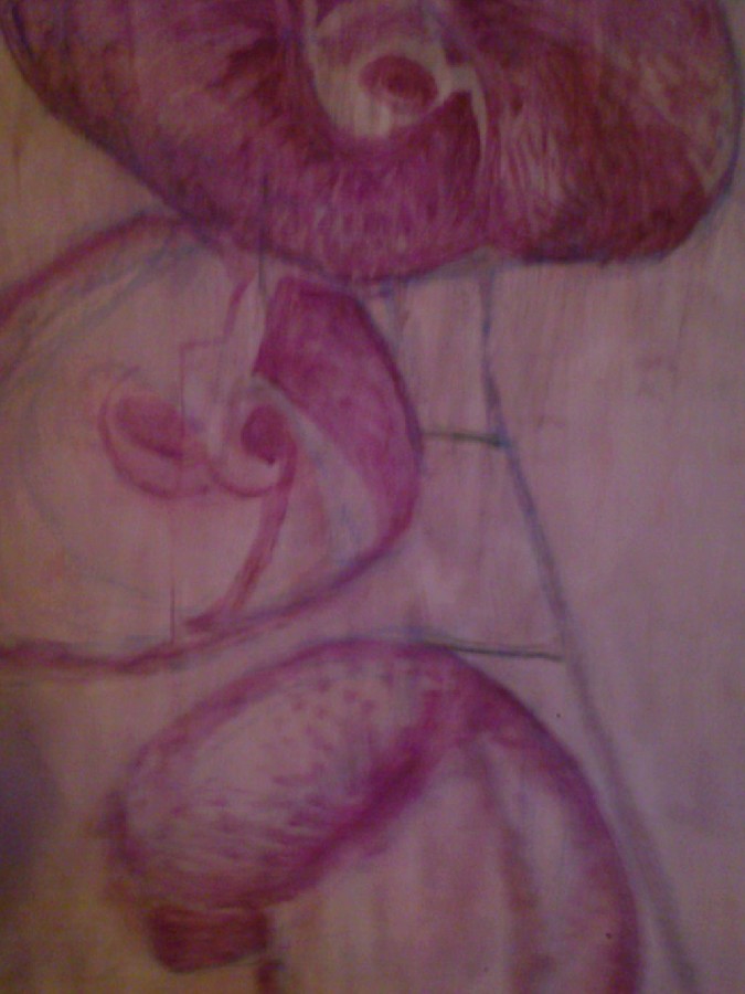 Orchid - 