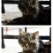 Stray Cat - Before and After