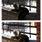 Stray Cat (2) - Before and After