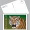 Tiger Postcard