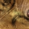 TimeyWimey Owl