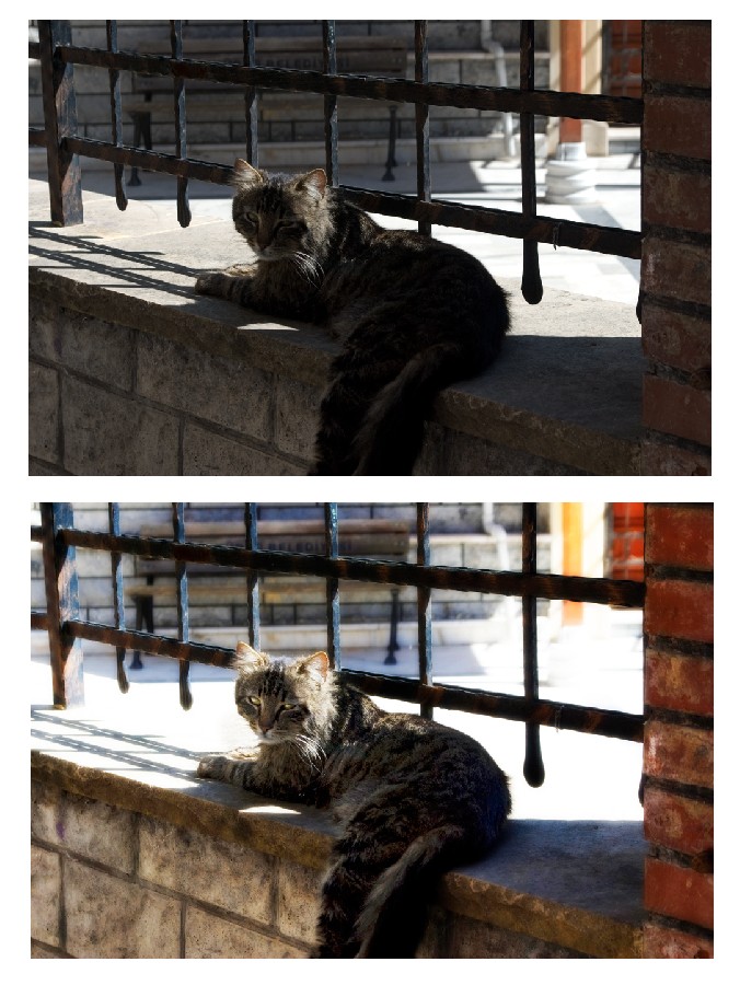 Stray Cat (2) - Before And After - 