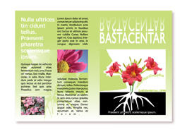 Brochure Design - 