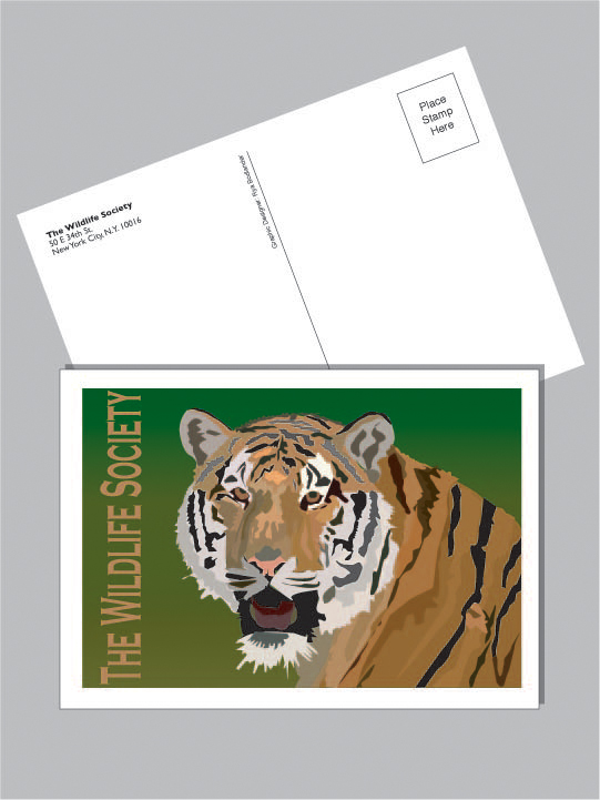 Tiger Postcard - 