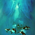 Orcas by Craig Howarth
