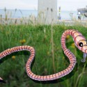 Wilford Worm by Jonathan Ellis