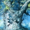 Old Oak