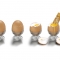 Egg journey