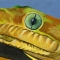 Eye of snake