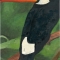 Toucan daydreams