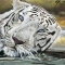 White tiger lying in the water