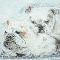 British Bulldogs