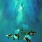 Orcas