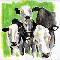 cows