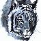 Tigers Head