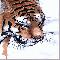 Tigers Head