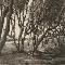Live Oaks